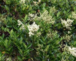 Ligustrum lucidum - XL