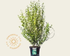 Ligustrum ovalifolium 'Aureum'
