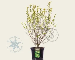 Ligustrum ovalifolium 'Aureum'