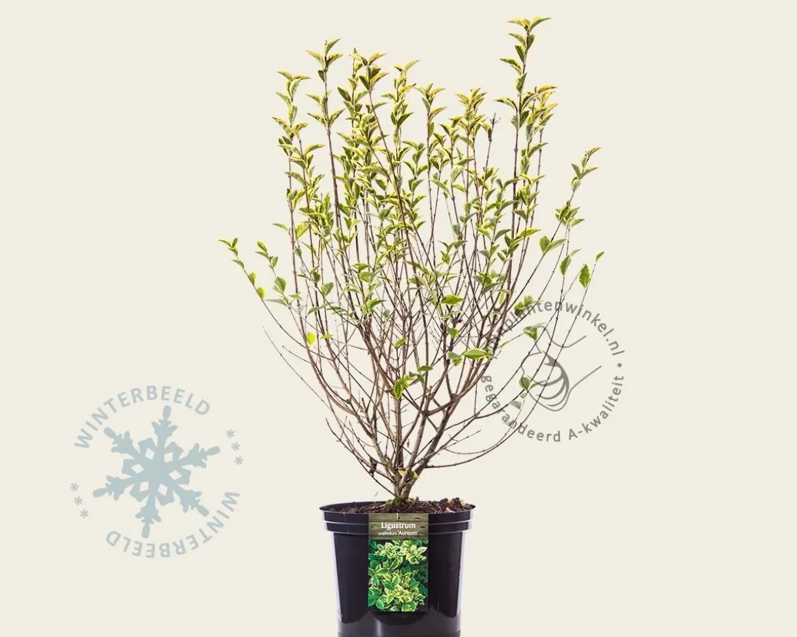 Ligustrum ovalifolium 'Aureum'