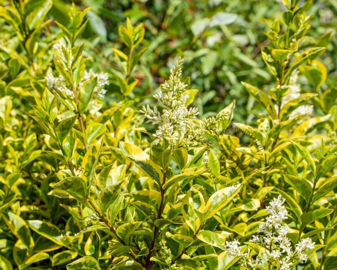 Ligustrum ovalifolium 'Aureum'
