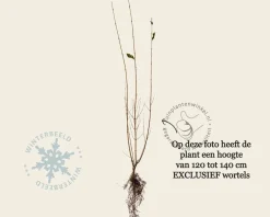 Ligustrum ovalifolium - blote wortel