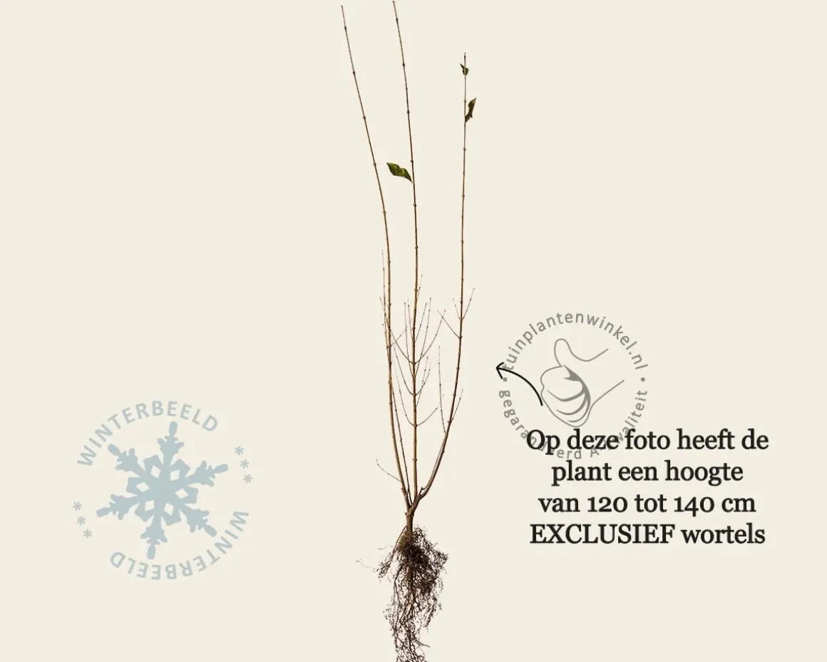 Ligustrum ovalifolium - blote wortel