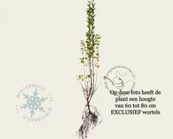 Ligustrum ovalifolium - blote wortel