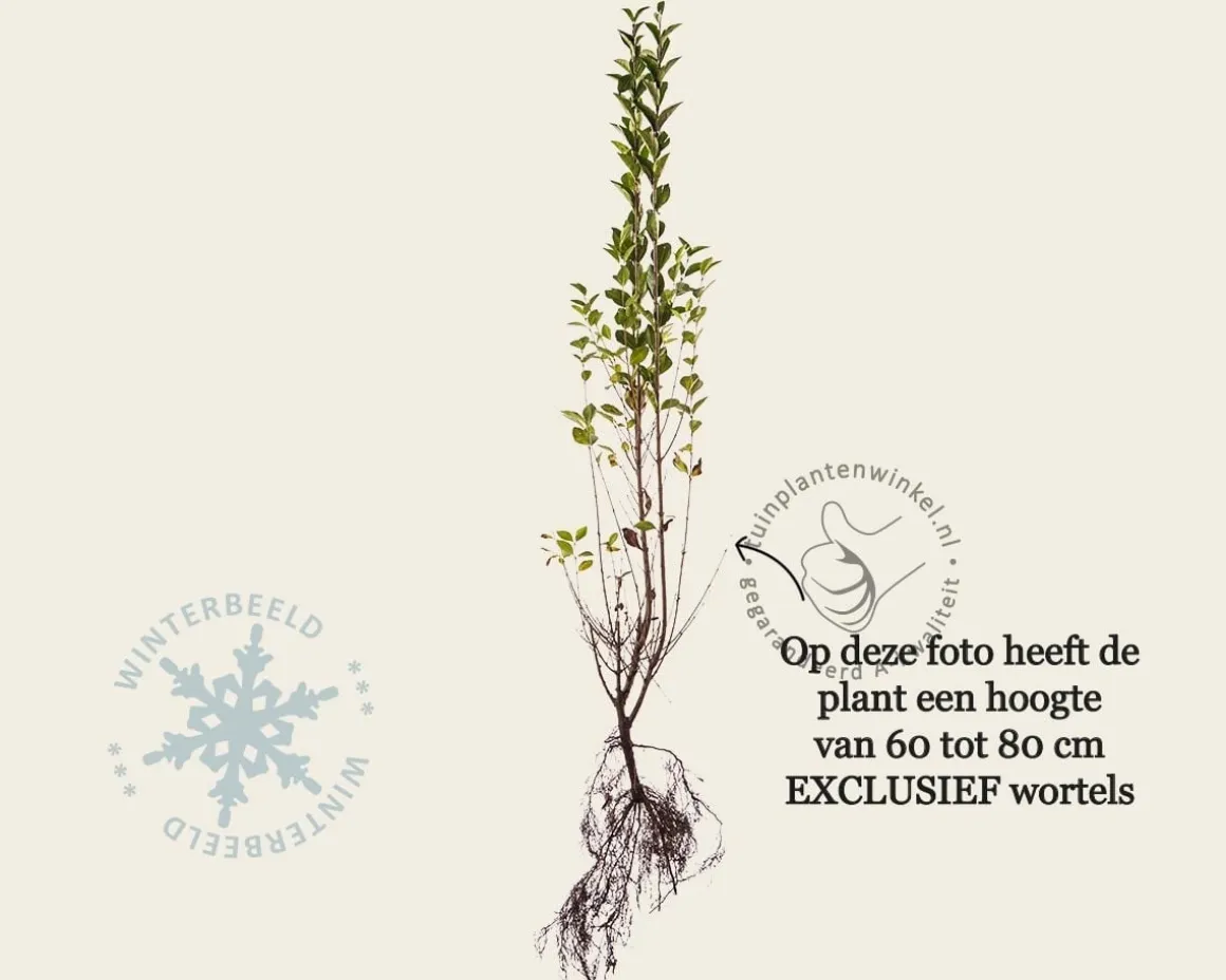 Ligustrum ovalifolium - blote wortel