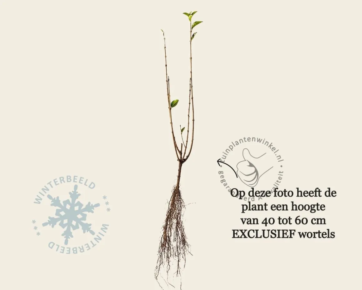 Ligustrum ovalifolium - blote wortel