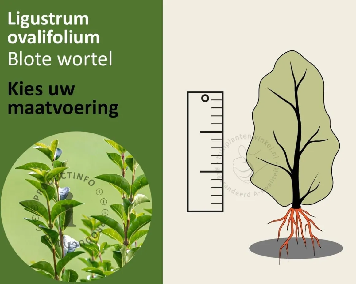 Ligustrum ovalifolium - blote wortel