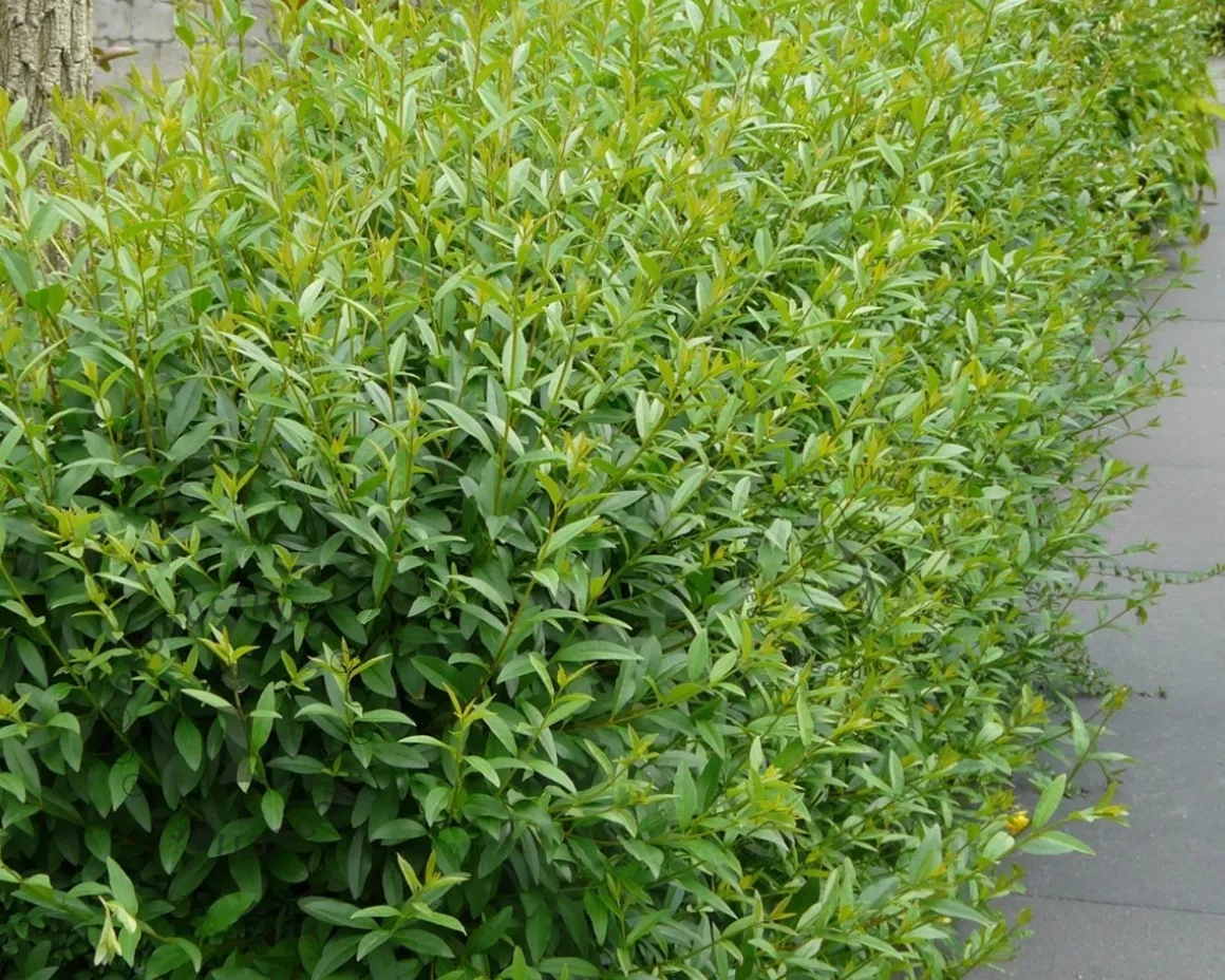 Ligustrum ovalifolium - blote wortel