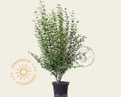 Ligustrum ovalifolium - in pot