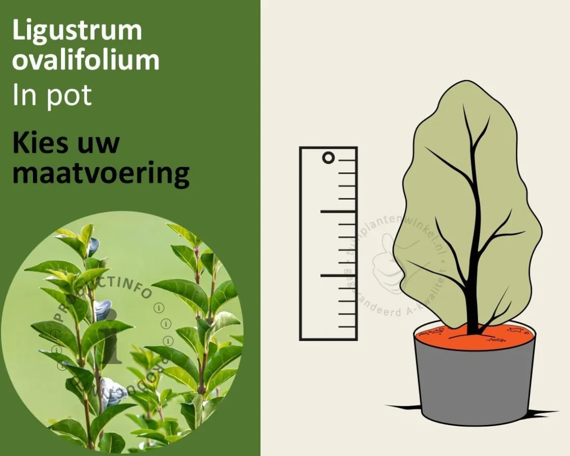 Ligustrum ovalifolium - in pot