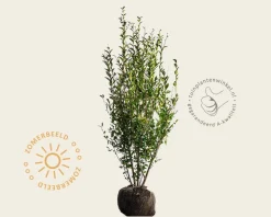 Ligustrum ovalifolium - kluit