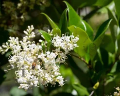 Ligustrum texanum - in rek 130x200 cm