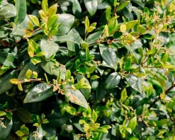Ligustrum texanum - in rek 130x200 cm