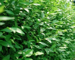 Ligustrum vulgare 'Atrovirens'