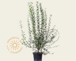 Ligustrum vulgare 'Atrovirens'