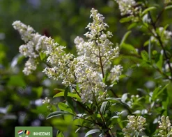 Ligustrum vulgare - blote wortel