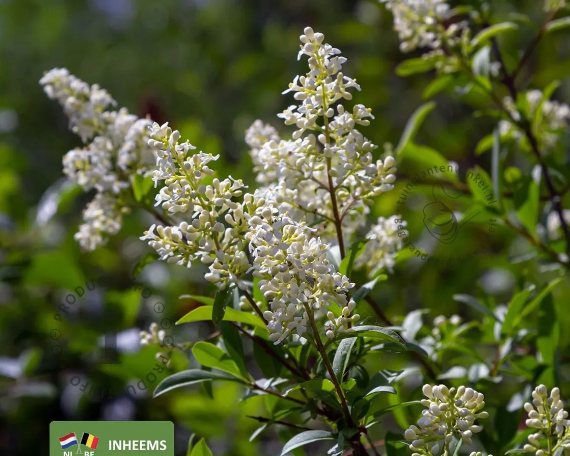 Ligustrum vulgare - blote wortel
