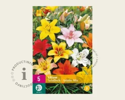 Lilium Aziatische Mix