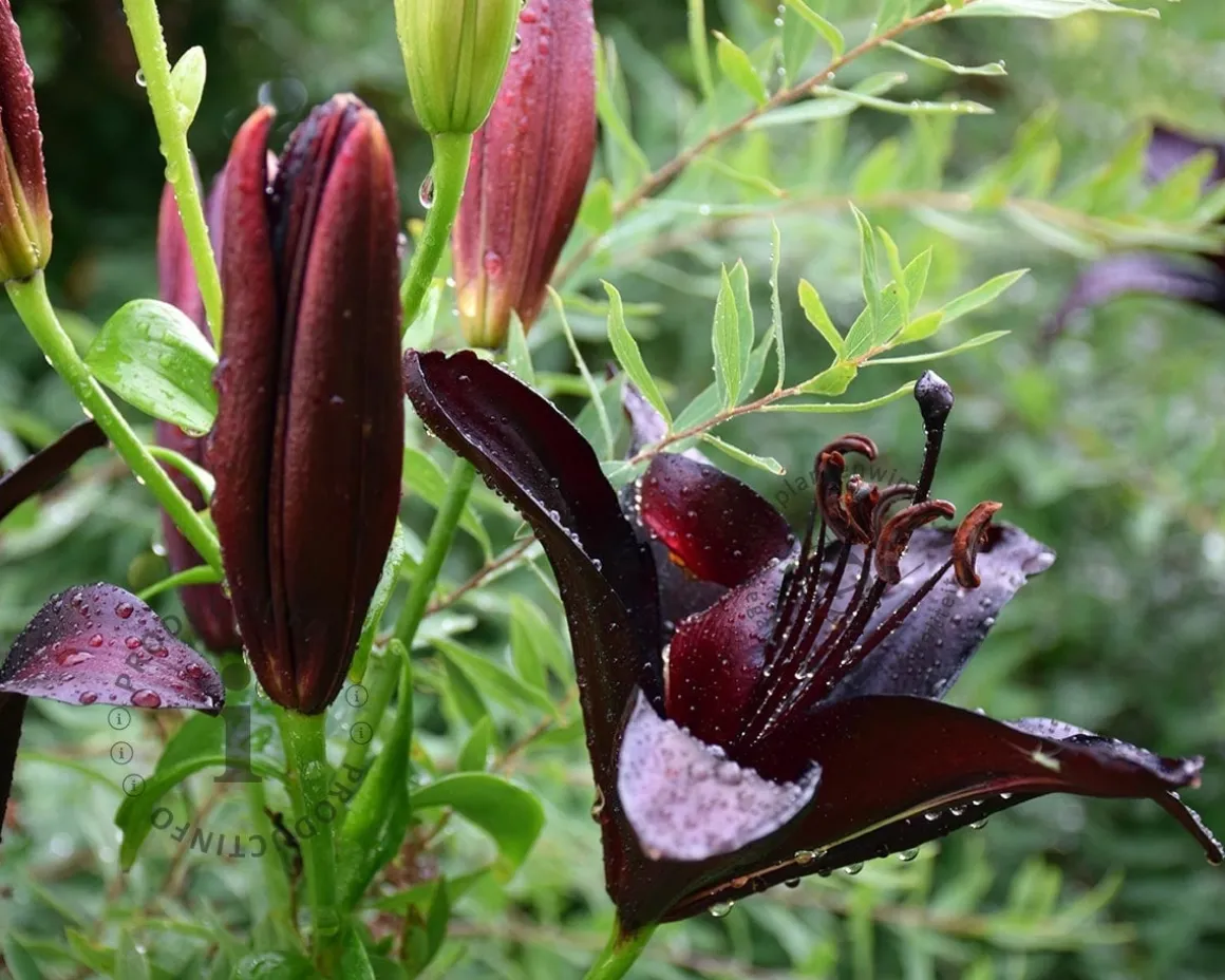 Lilium 'Blacklist'