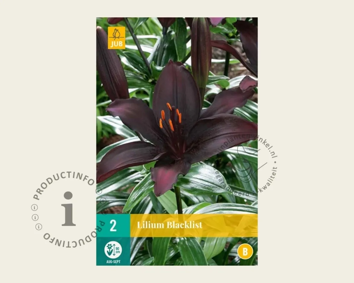 Lilium 'Blacklist'