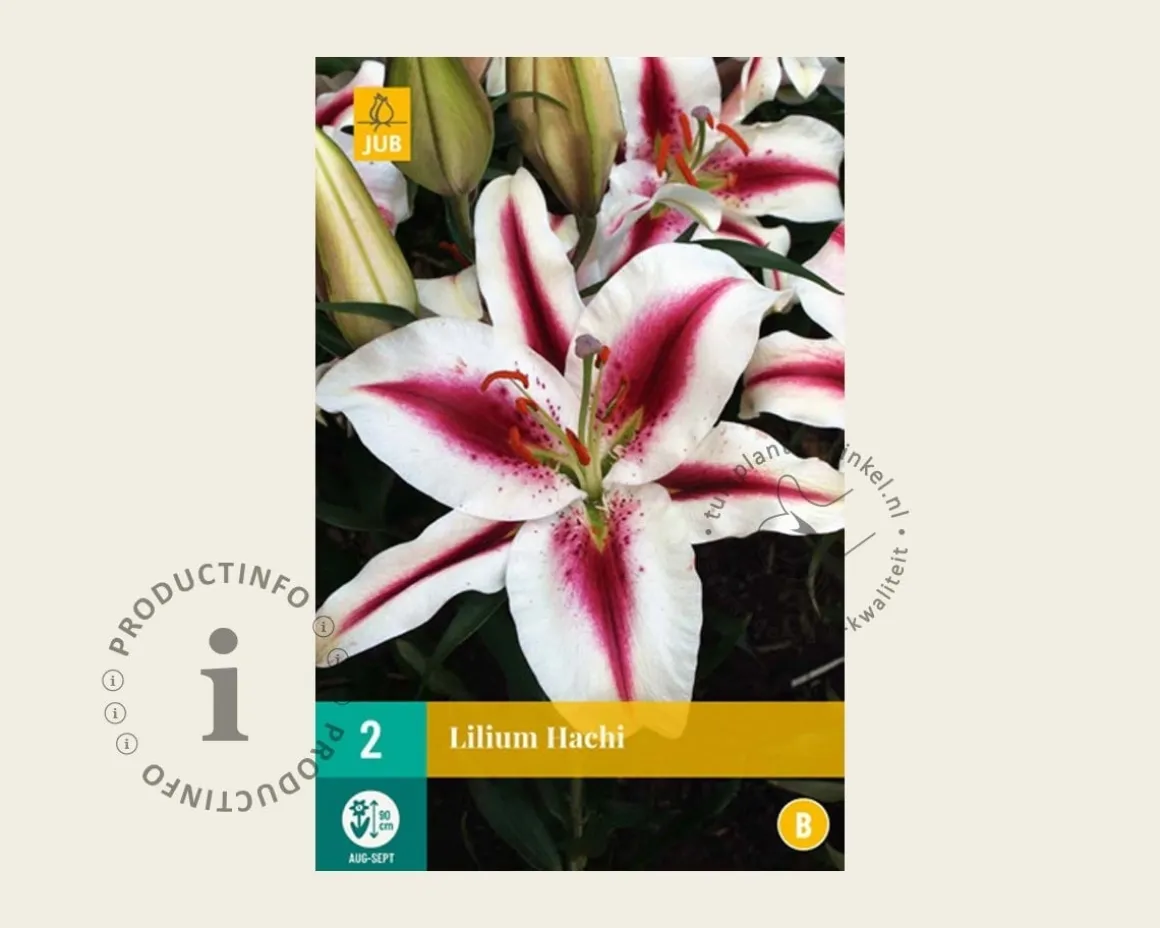 Lilium 'Hachi'