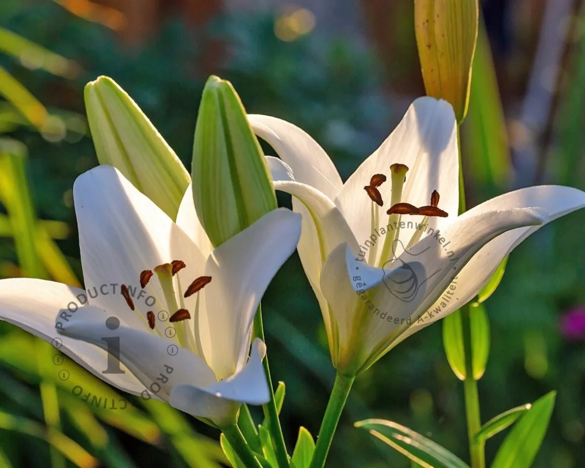 Lilium 'Kent'