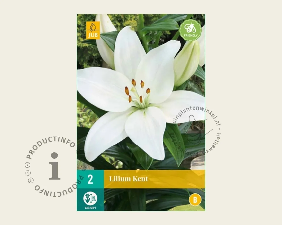 Lilium 'Kent'