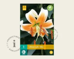 Lilium 'Lady Alice'