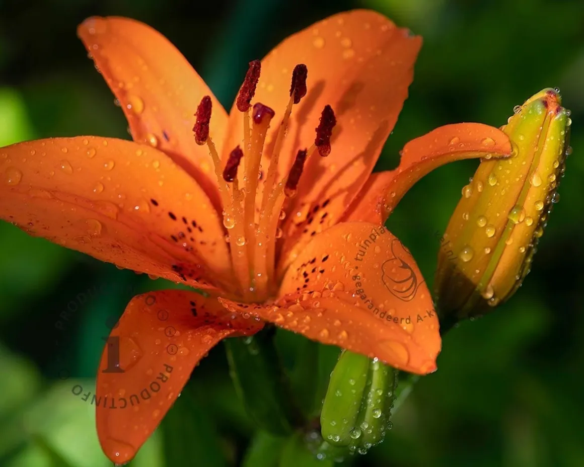 Lilium 'Orange Summer'