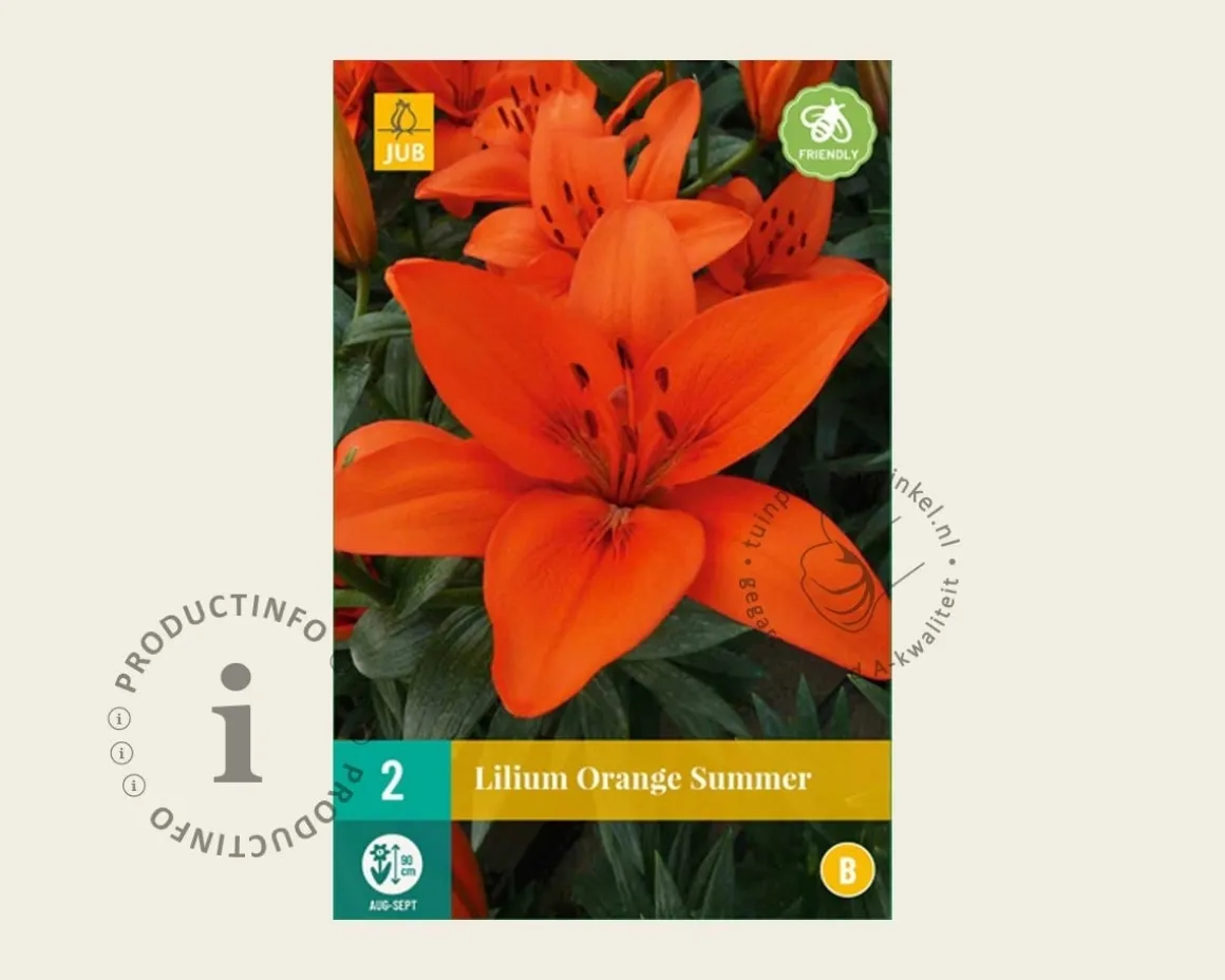 Lilium 'Orange Summer'
