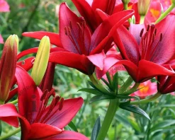 Lilium 'Red County'