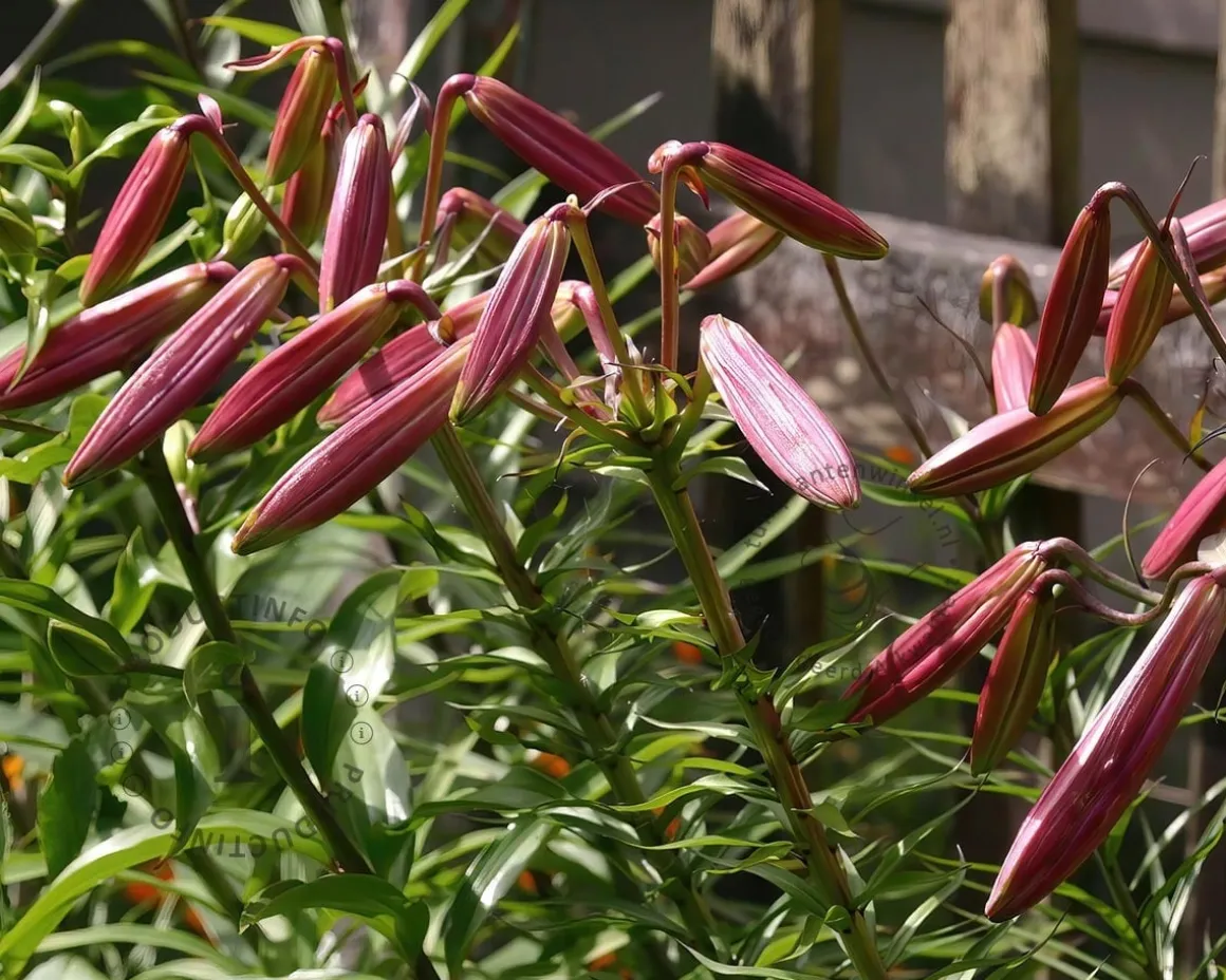 Lilium regale