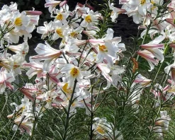 Lilium regale
