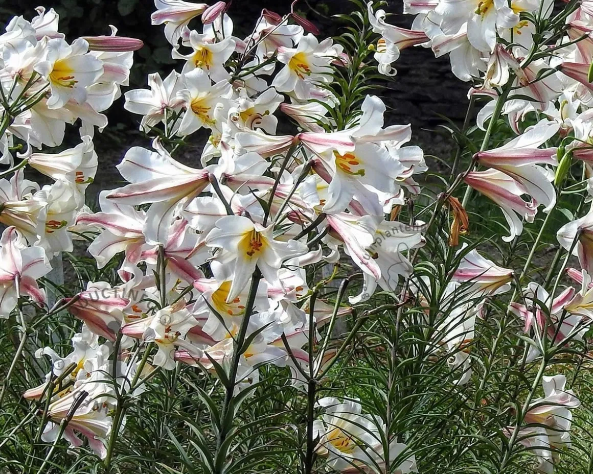 Lilium regale
