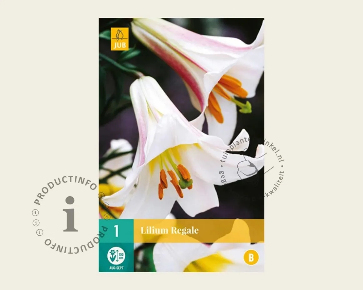 Lilium regale