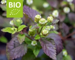 Lippia dulcis Puur