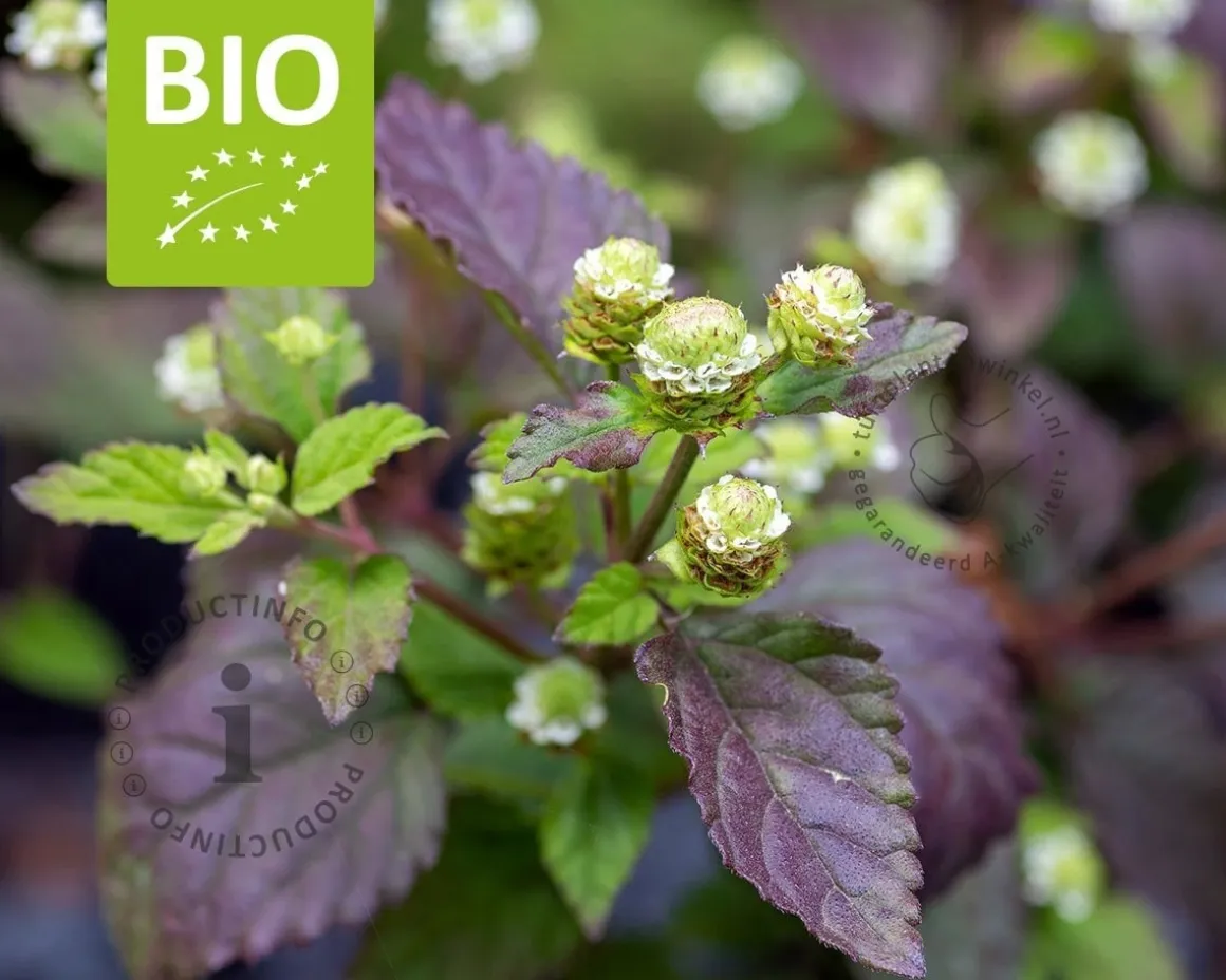 Lippia dulcis Puur