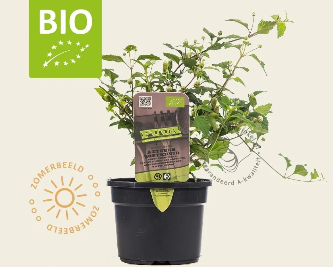Lippia dulcis Puur