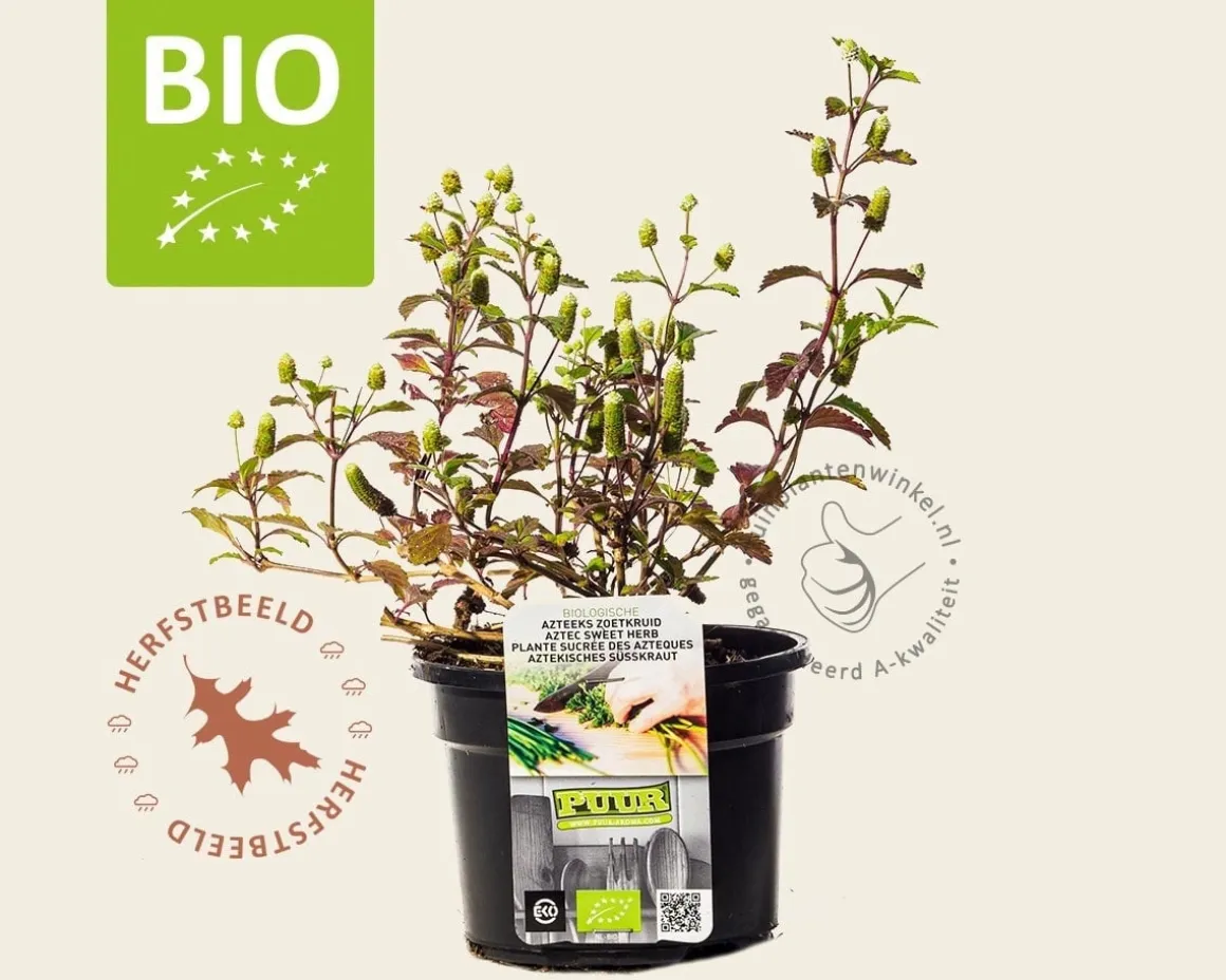 Lippia dulcis Puur