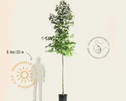 Liquidambar formosana 'Ellen' - hoogstam