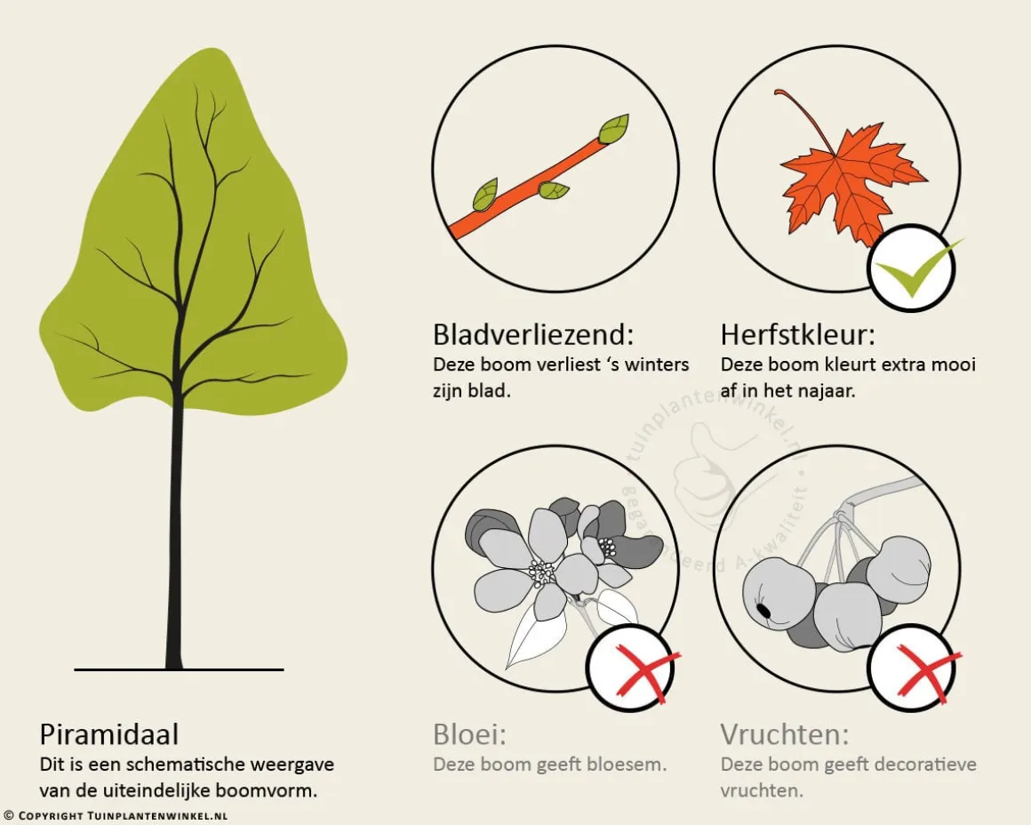 Liquidambar formosana 'Ellen' - hoogstam