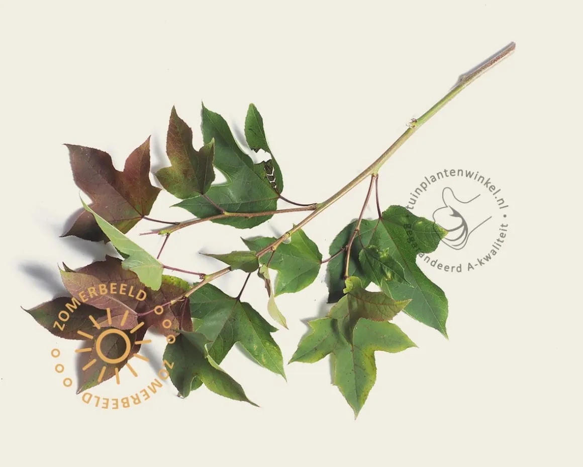 Liquidambar formosana 'Ellen' - hoogstam