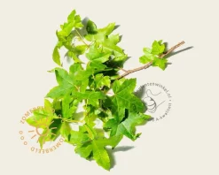 Liquidambar styraciflua - beveerd