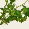 Liquidambar styraciflua 'Gum Ball' - 200 cm stam
