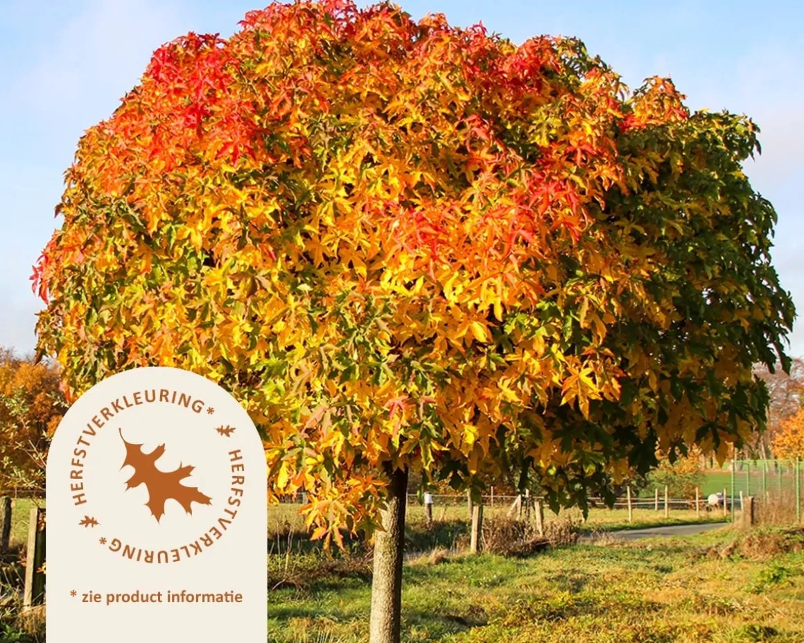 Liquidambar styraciflua 'Gum Ball' - 200 cm stam