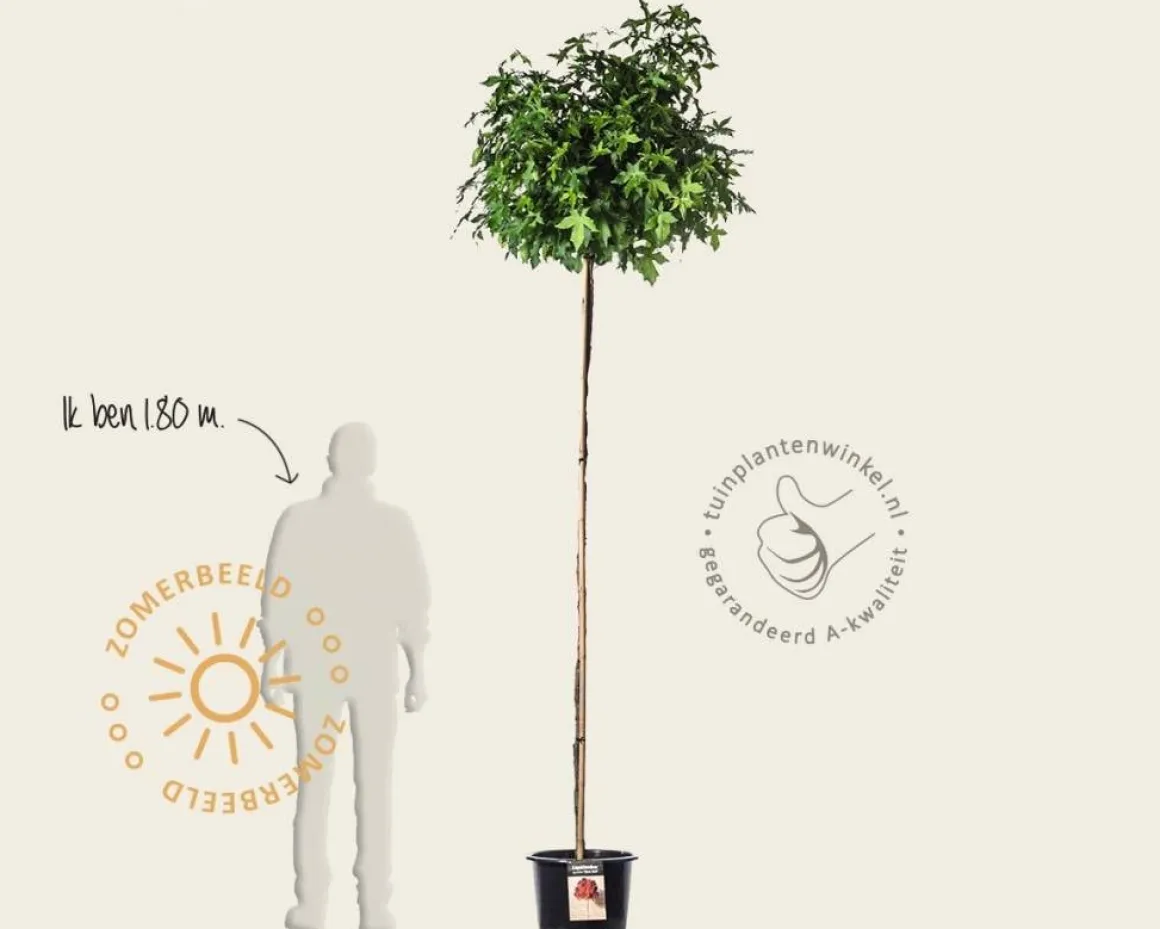 Liquidambar styraciflua 'Gum Ball' - 200 cm stam