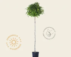 Liquidambar styraciflua 'Gum Ball' - 225 cm stam