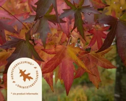 Liquidambar styraciflua 'Gum Ball' - 200 cm stam