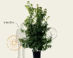 Liquidambar styraciflua - meerstammig