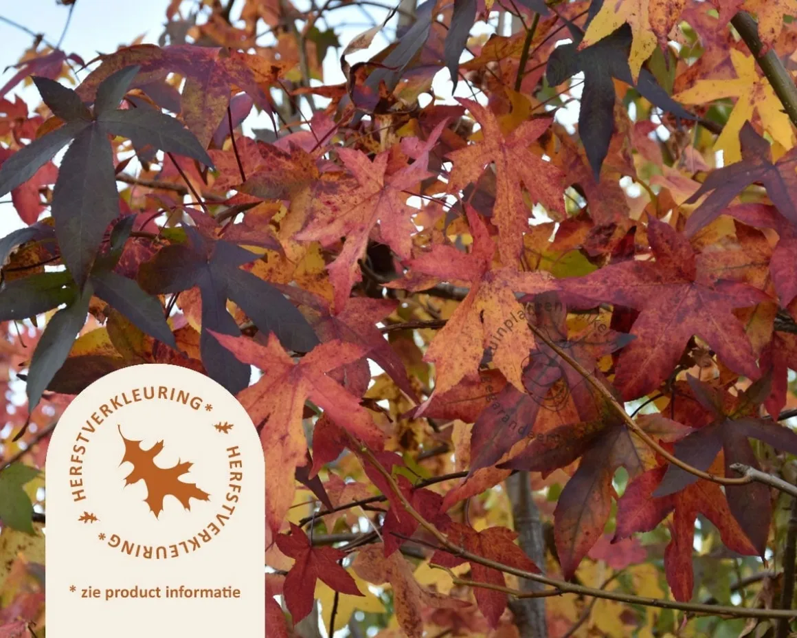 Liquidambar styraciflua - meerstammig